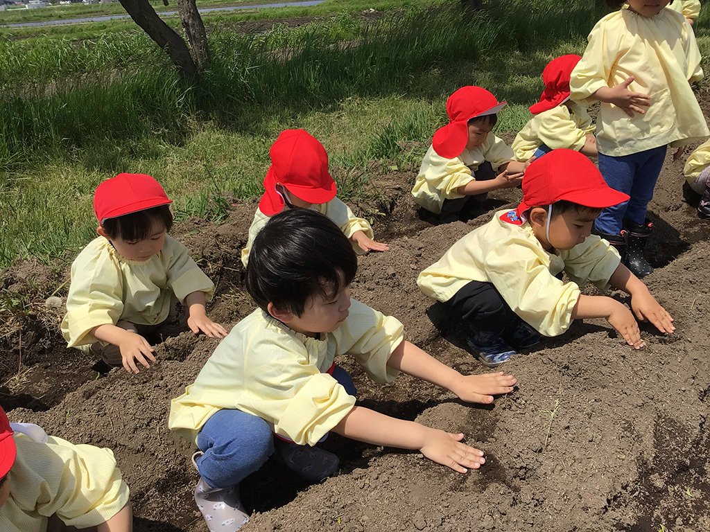 種いもを植える園児たち