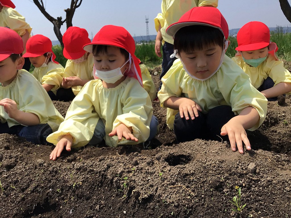種いもを植える園児たち