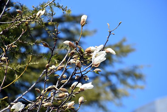 2020年4月16日、校章やシンボルマークに描かれ、校歌の一節にも歌われている「こぶし」の花が、キャンパス内で咲きはじめました。