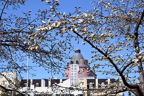 2020年4月16日、校章やシンボルマークに描かれ、校歌の一節にも歌われている「こぶし」の花が、キャンパス内で咲きはじめました。
