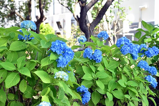 2020年7月6日、今年もキャンパスに美しい紫陽花が咲きました。