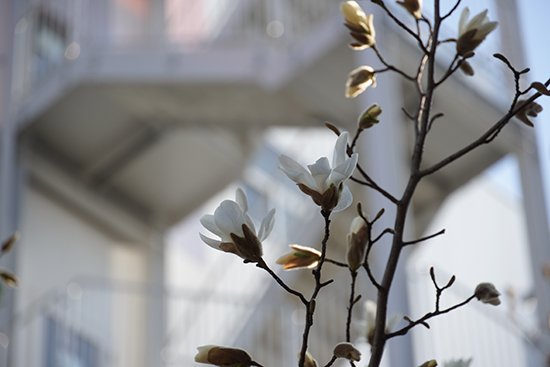 コブシの花が咲きました