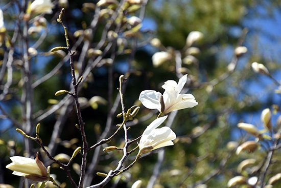 2020年4月16日、校章やシンボルマークに描かれ、校歌の一節にも歌われている「こぶし」の花が、キャンパス内で咲きはじめました。