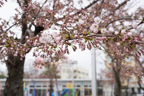 キャンパス内の桜の花が咲きました