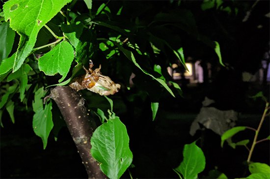 日没後、地中から出てきたアブラゼミの幼虫は、羽化するための場所を探します。  そして、木の幹や枝などに移動した後、ゆっくりと殻を脱いでいきます。