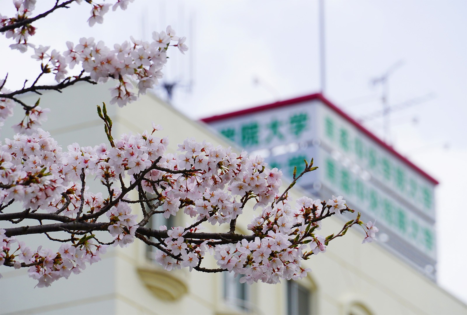 キャンパスの桜が咲きました（2024）