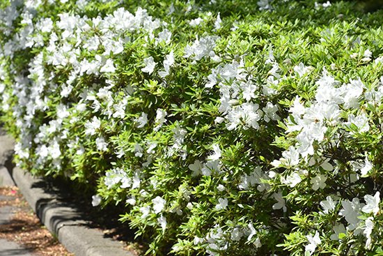緑が色鮮やかになるこれからの季節、キャンパスでは色とりどりの花が咲いています。