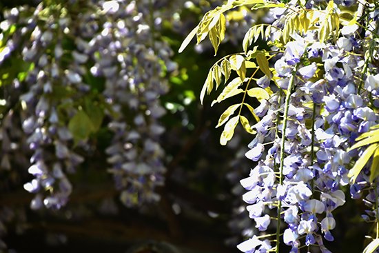 緑が色鮮やかになるこれからの季節、キャンパスでは色とりどりの花が咲いています。
