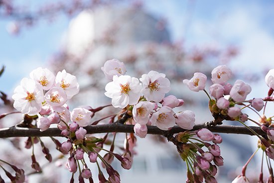 キャンパス内の桜の花が咲きました