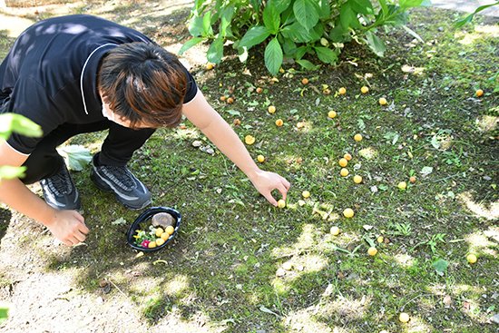 キャンパスの自然で「森のお弁当をつくろう!