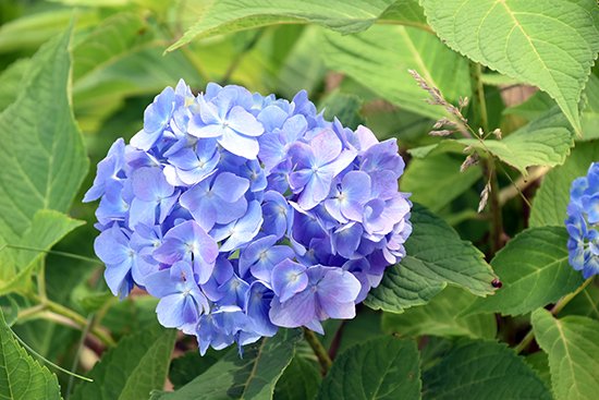 2020年7月6日、今年もキャンパスに美しい紫陽花が咲きました。