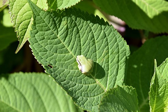 2020年7月6日、今年もキャンパスに美しい紫陽花が咲きました。