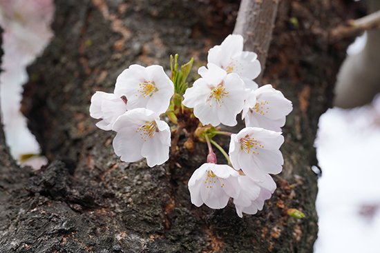 キャンパス内の桜の花が咲きました