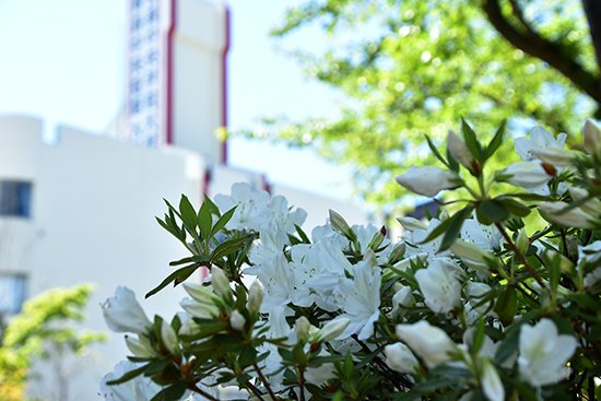 緑が色鮮やかになるこれからの季節、キャンパスでは色とりどりの花が咲いています。