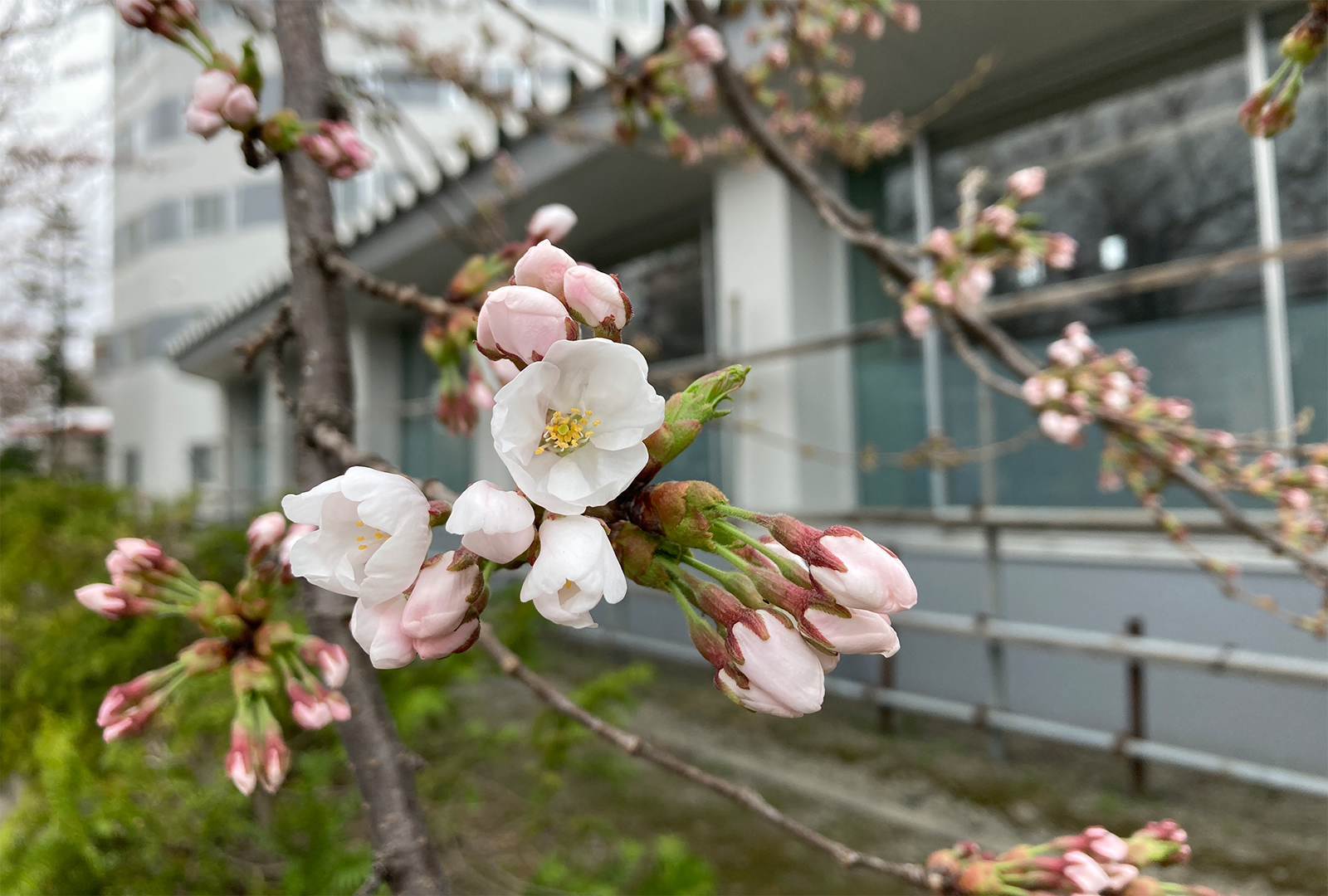 キャンパスの桜が咲き始めました（2022）