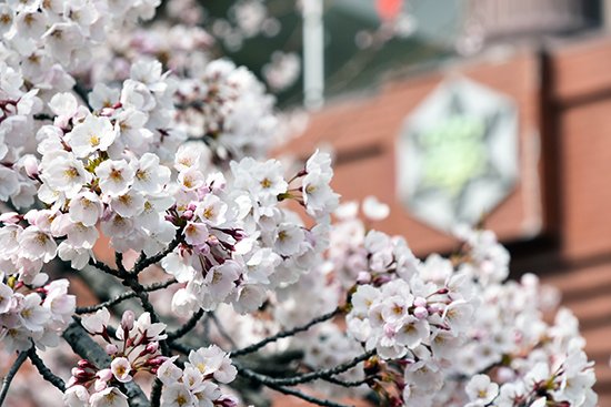 キャンパスの桜