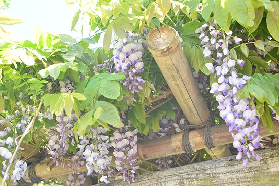 緑が色鮮やかになるこれからの季節、キャンパスでは色とりどりの花が咲いています。