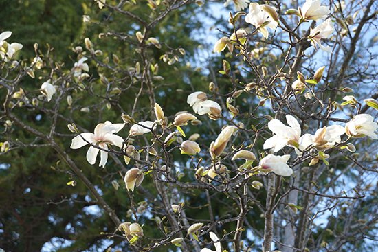 コブシの花が咲きました