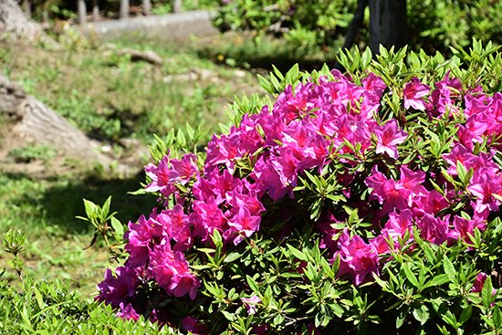 緑が色鮮やかになるこれからの季節、キャンパスでは色とりどりの花が咲いています。