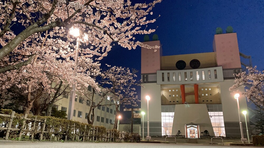 キャンパスの桜が見頃です（2021）