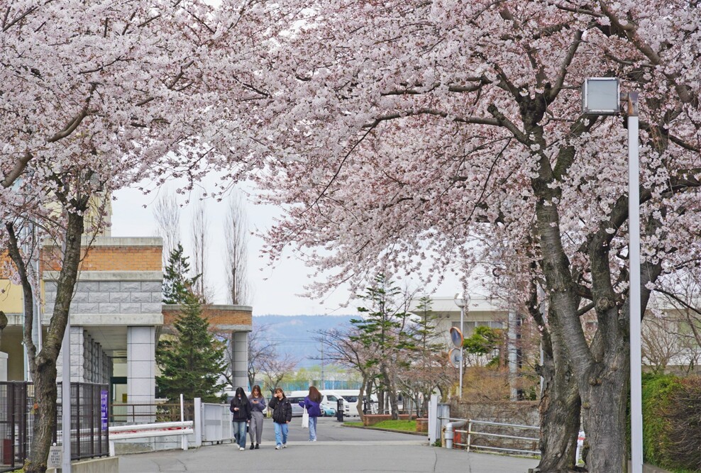 キャンパスの桜が咲きました（2025）