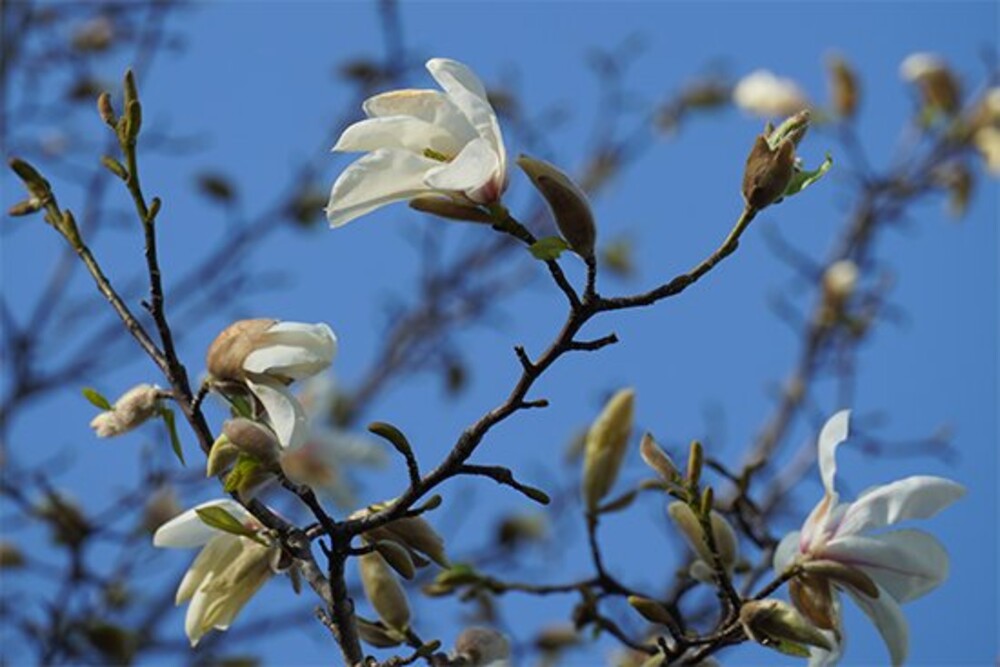 キャンパスの「こぶし」の花が咲きました