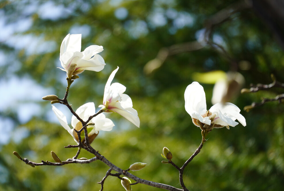 キャンパスの「こぶし」の花が咲きました（2022）