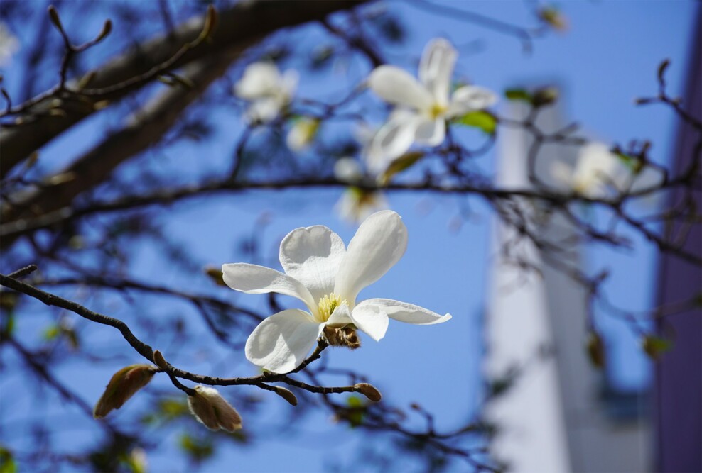 キャンパスの「こぶし」の花が咲きました（2025）