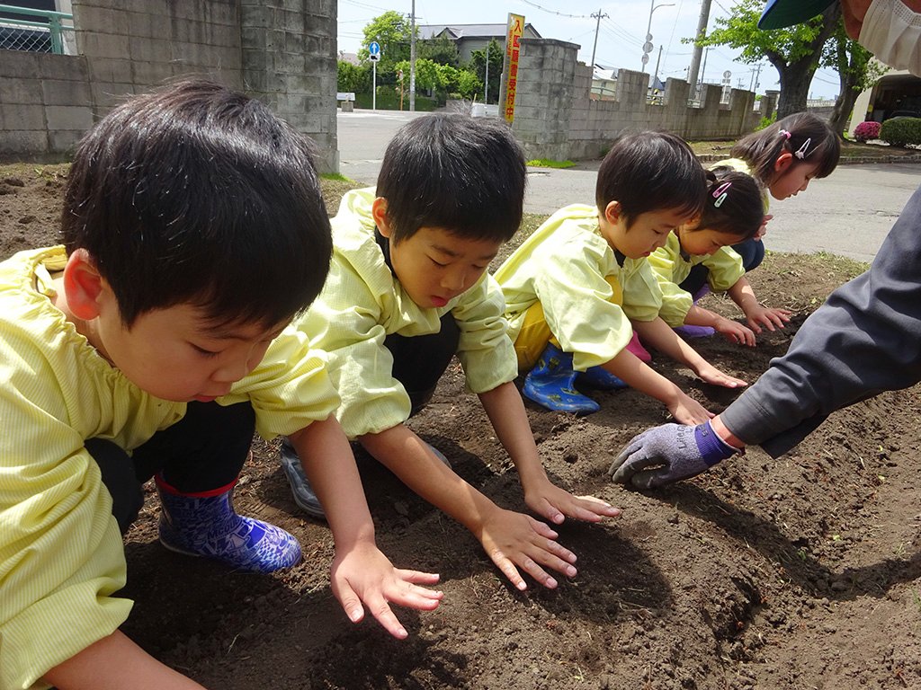 種いもを植える園児たち