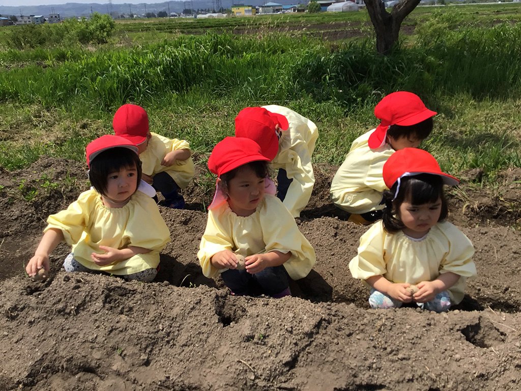 種いもを植える園児たち