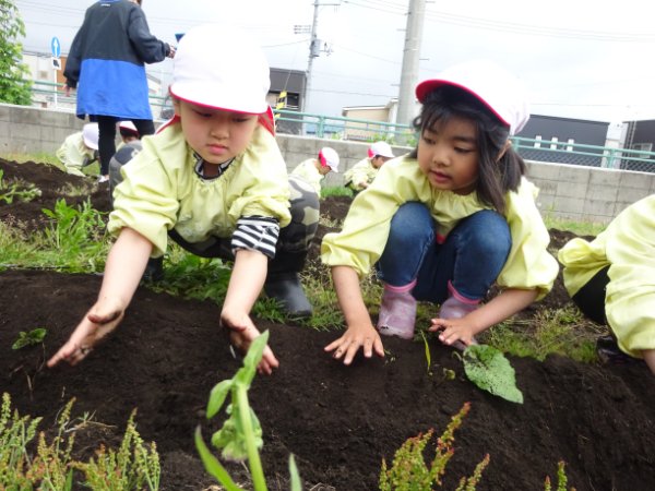 いも植えをしたよ！