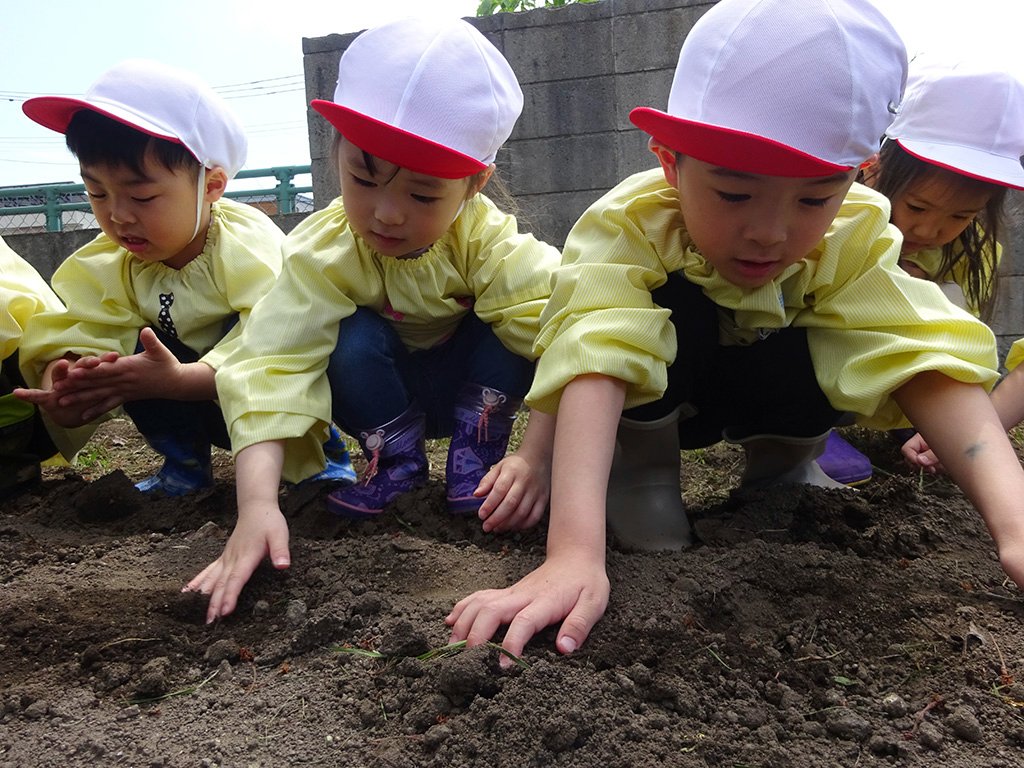 種いもを植える園児たち