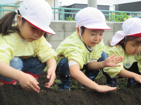 いも植えをしたよ！
