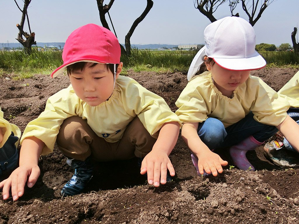 種いもを植える園児たち