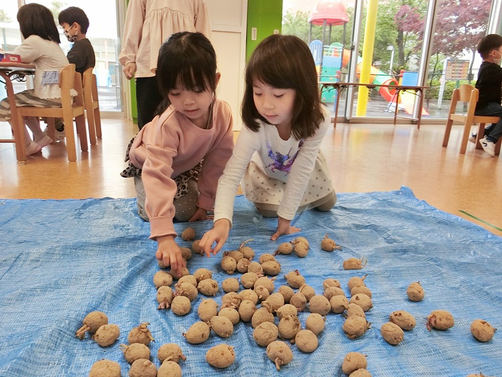 「種いもちゃん、皮がでこぼこしてるね！」  「小さい芽が出ているよ、可愛い～♡」