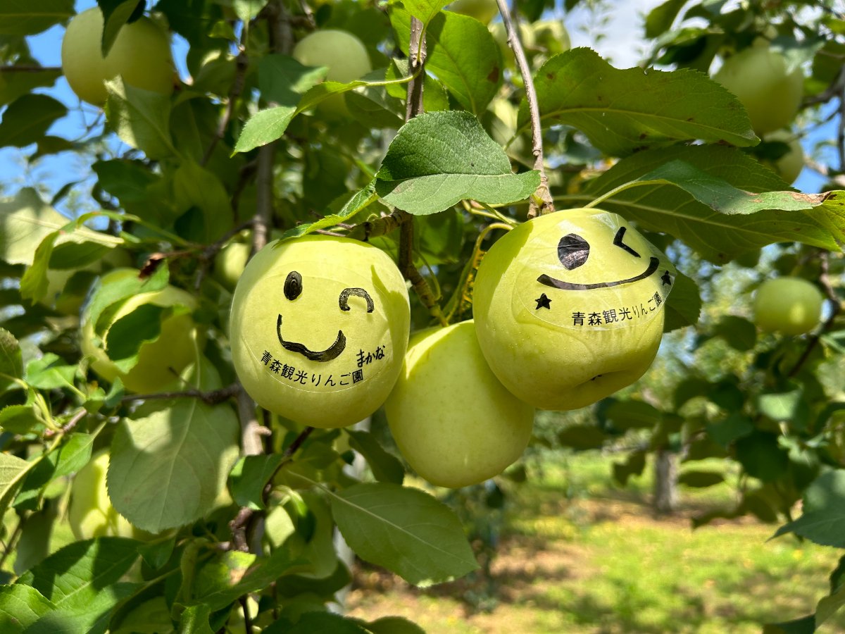 りんごの袋はぎ体験♪