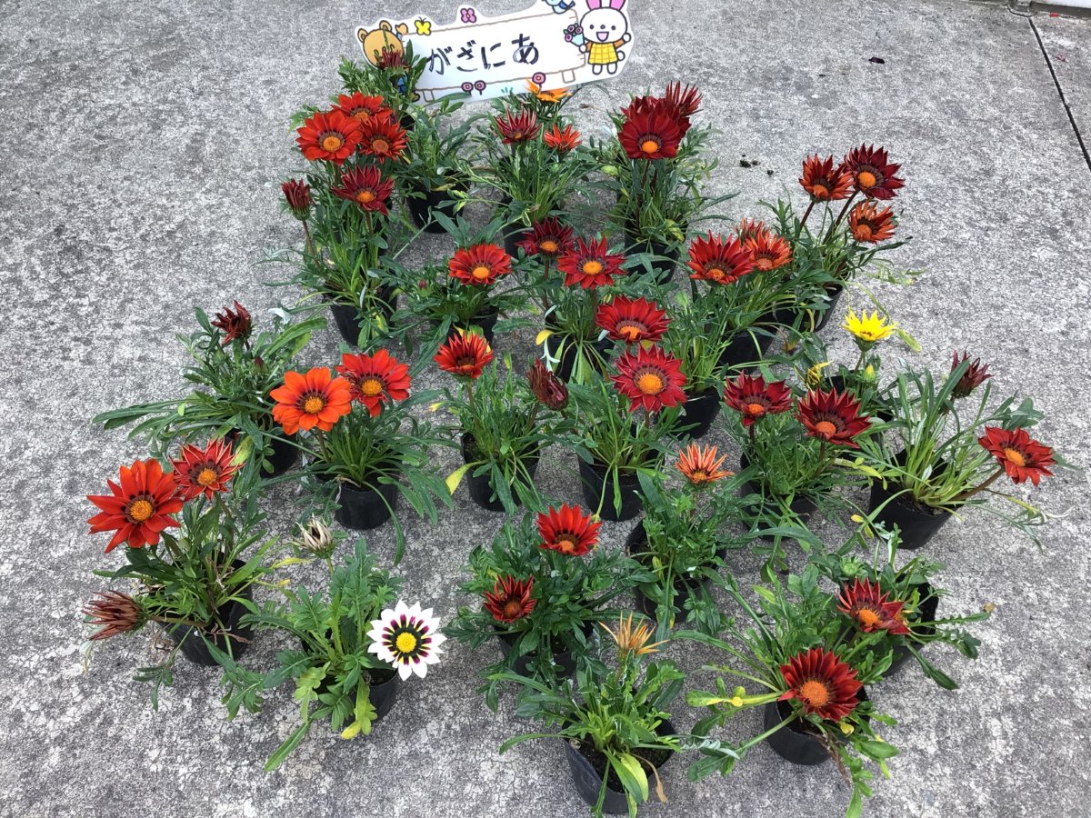 花育