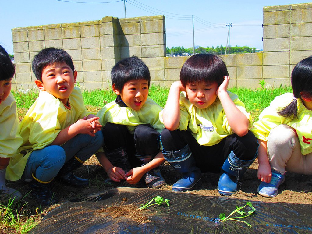 サツマイモの苗植えを見学する年長さん