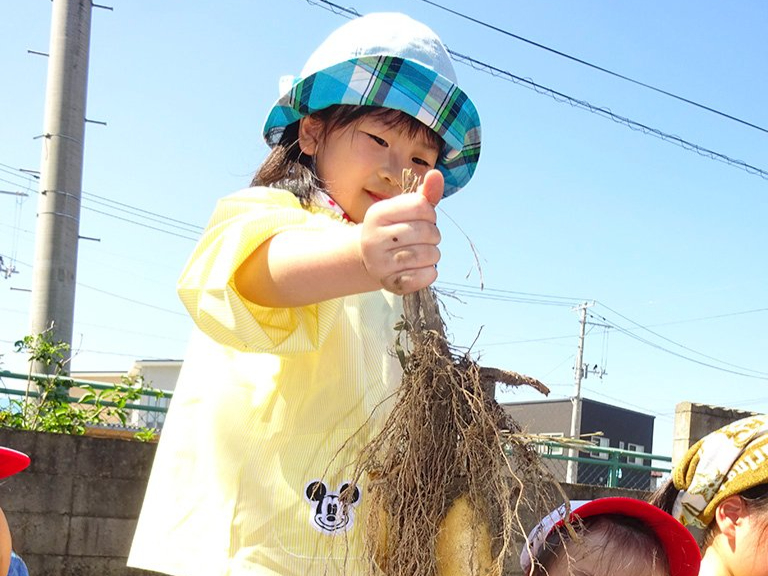 いもほりをする園児たち