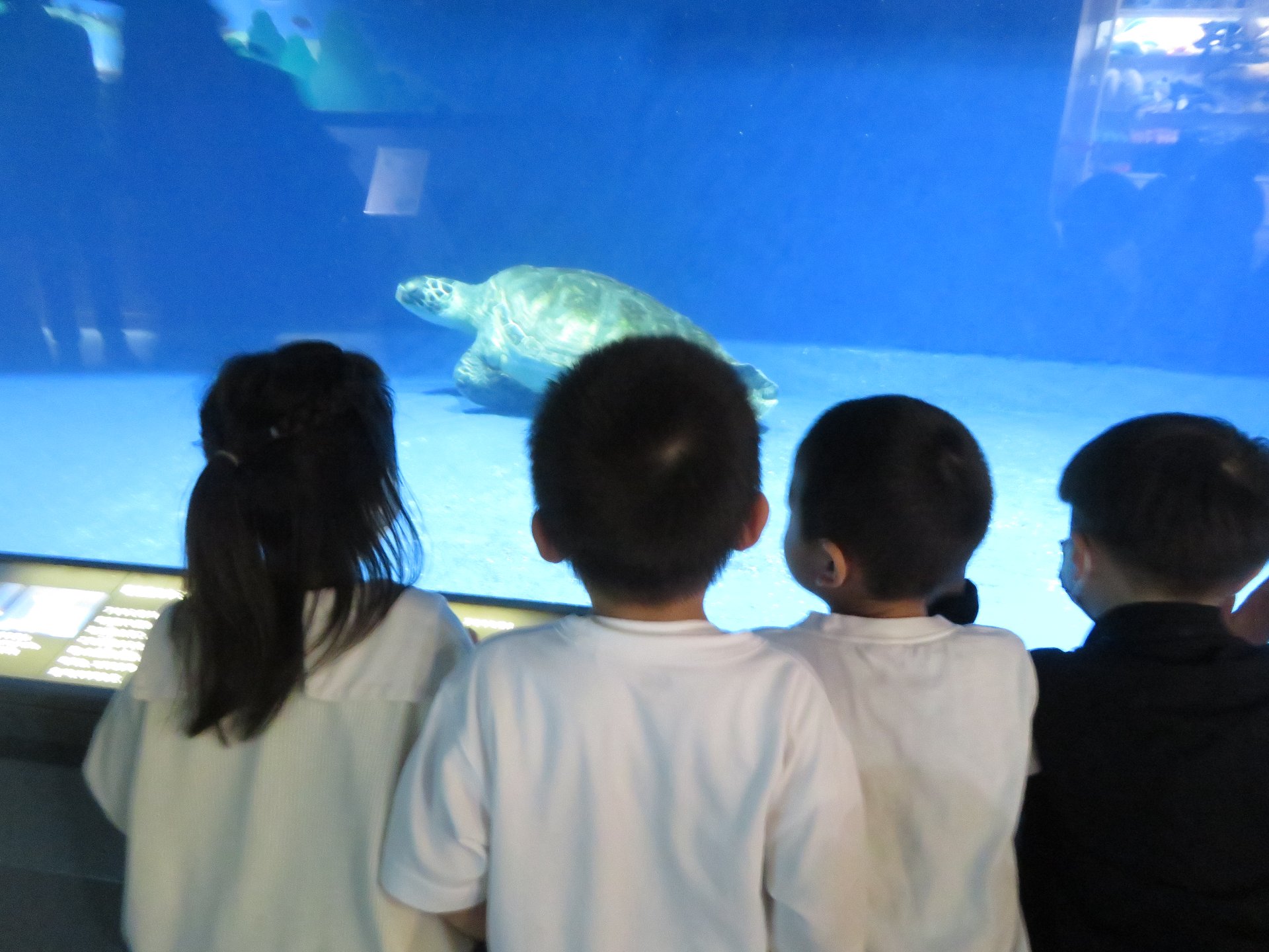 水槽の亀をじっと見つめる園児たち