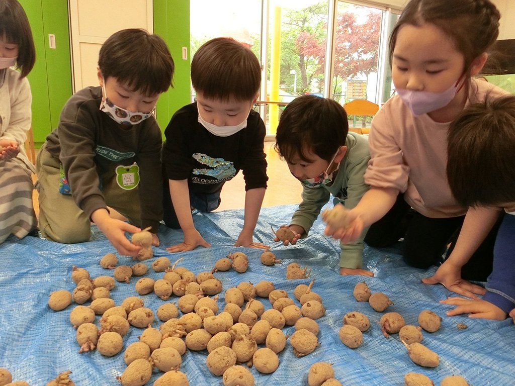 掘ったおいもを観察する園児たち