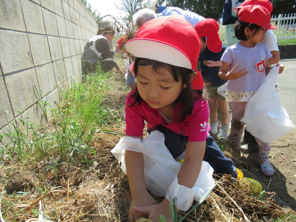 いもほりをする園児たち