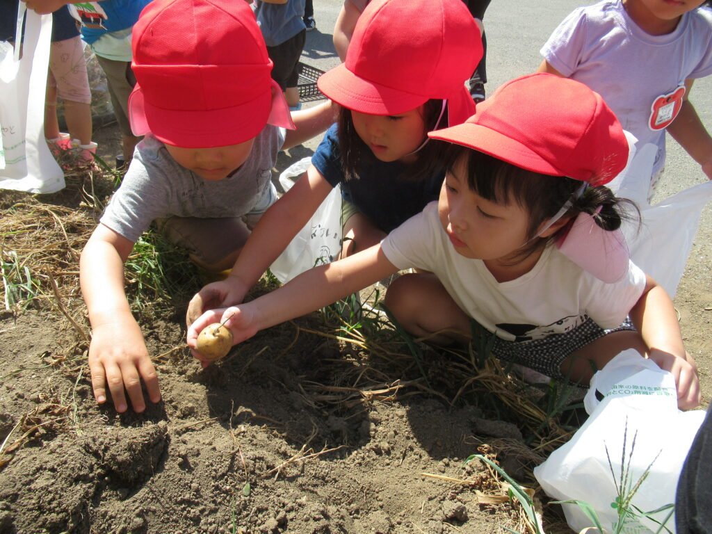 いもほりをする園児たち