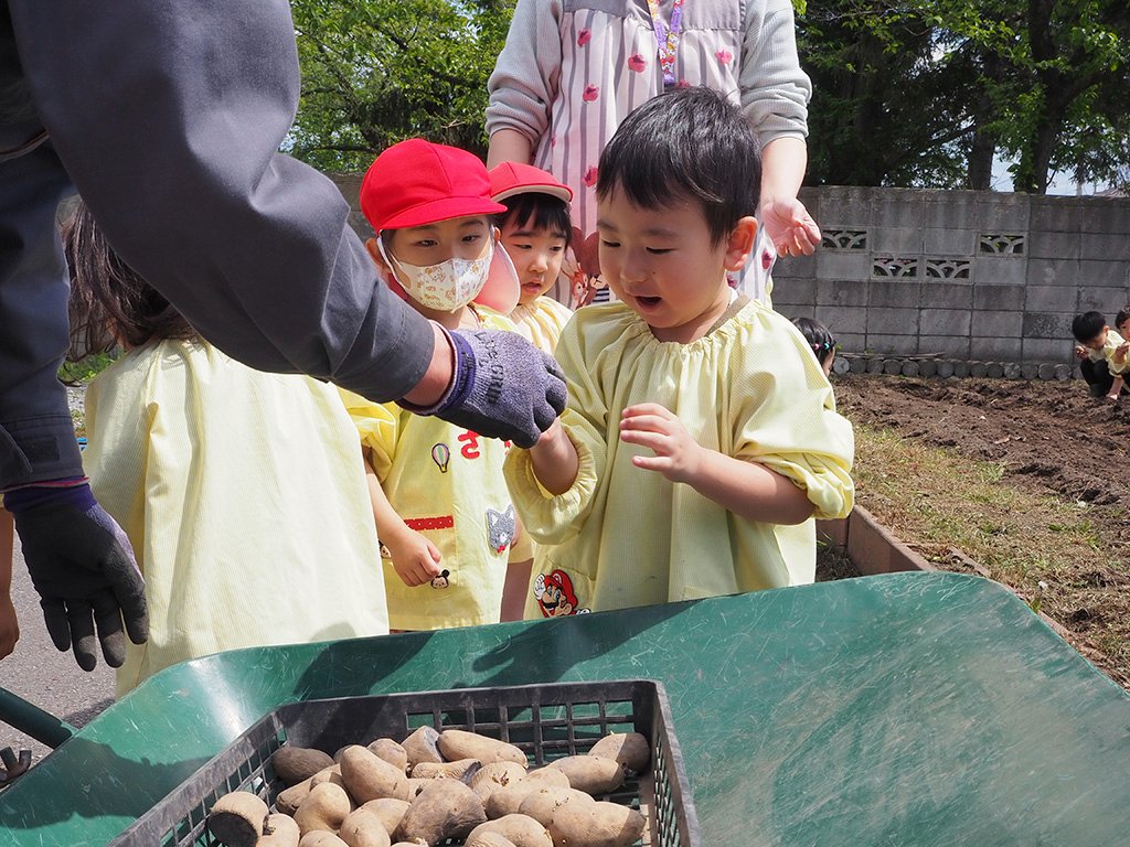 種いもを植える園児たち