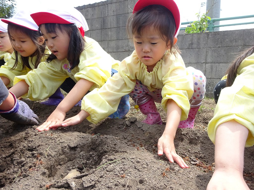 種いもを植える園児たち