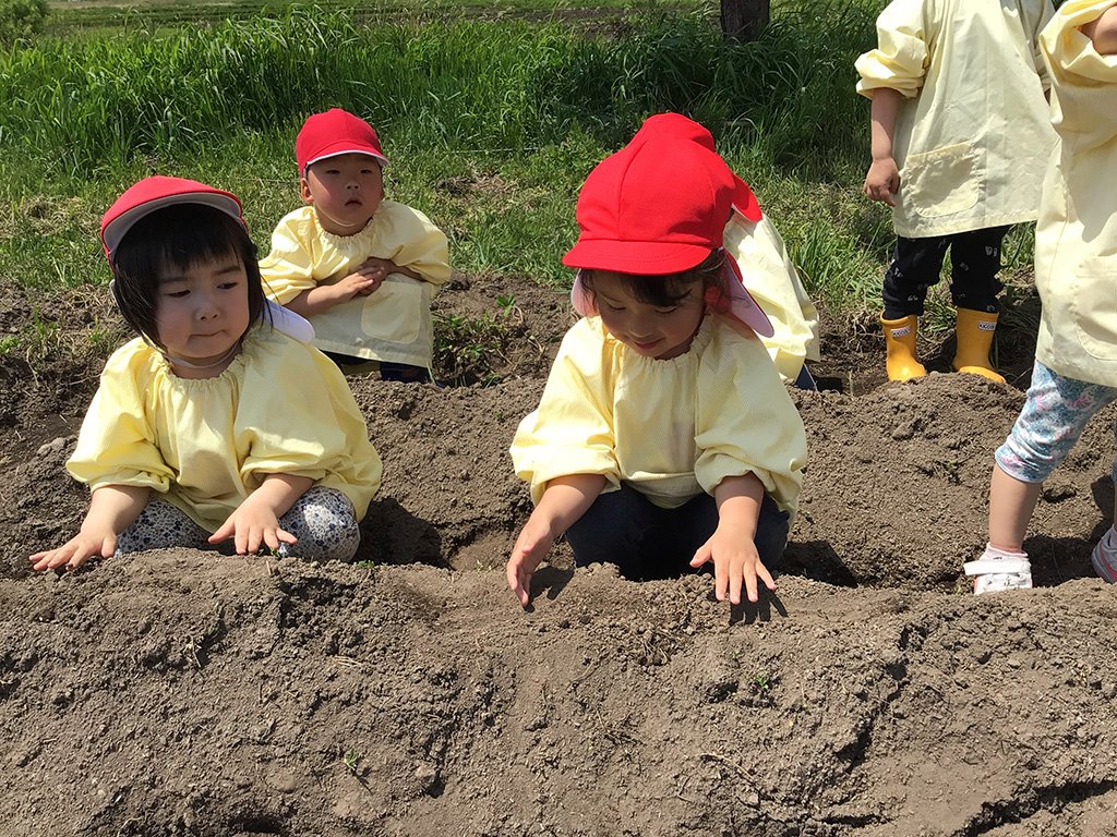 種いもを植える園児たち