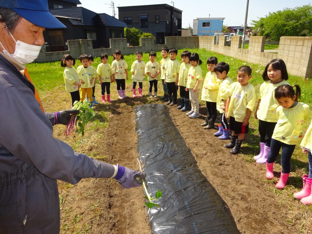 サツマイモの苗植えを見学する年長さん