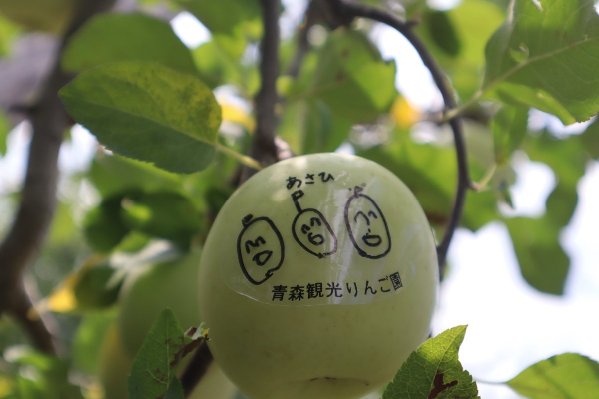 りんごの袋はぎ体験♪