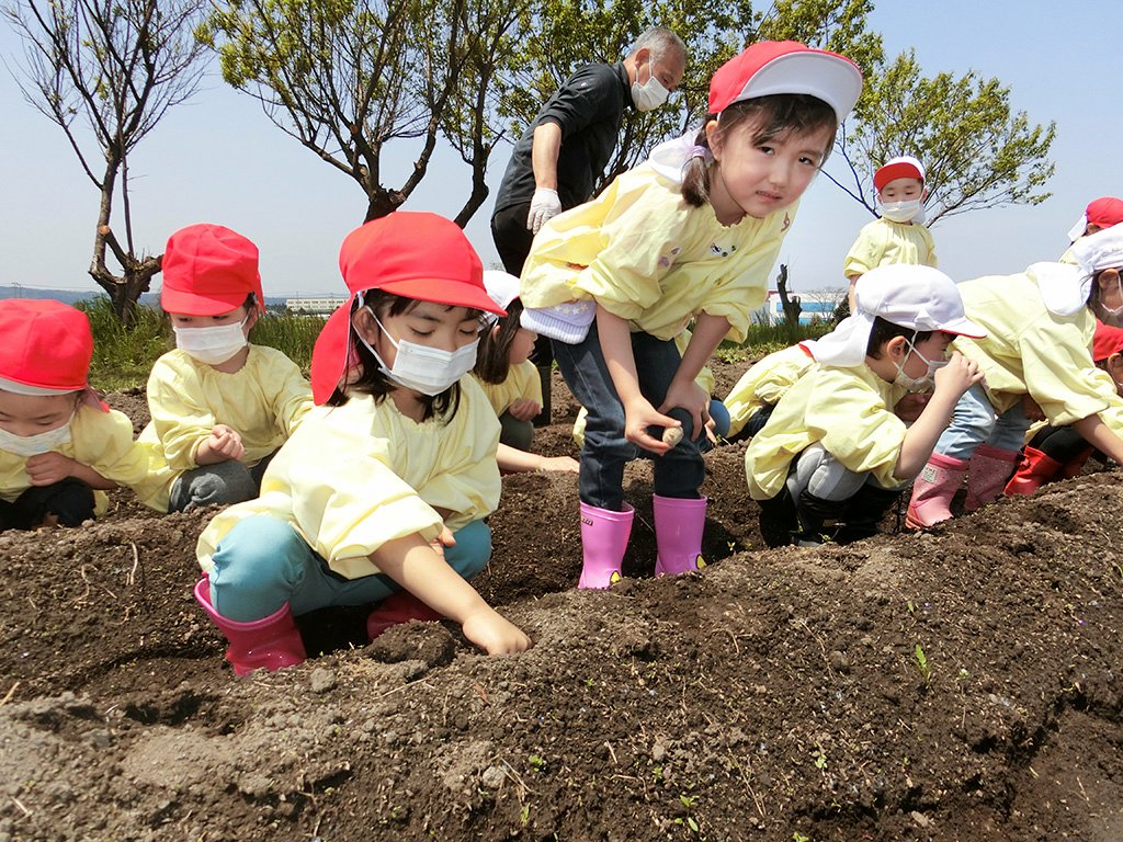 種いもを植える園児たち