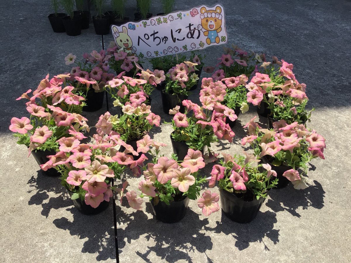 花育